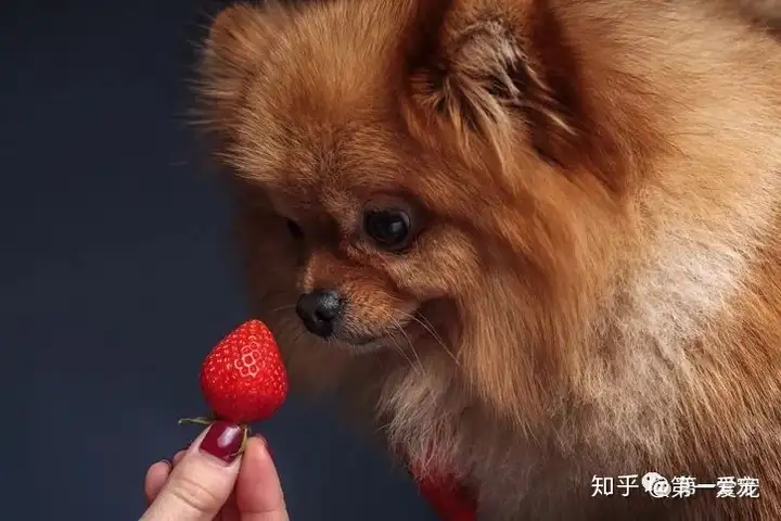 狗能够吃草莓吗？（一个半月的狗能吃草莓吗视频）