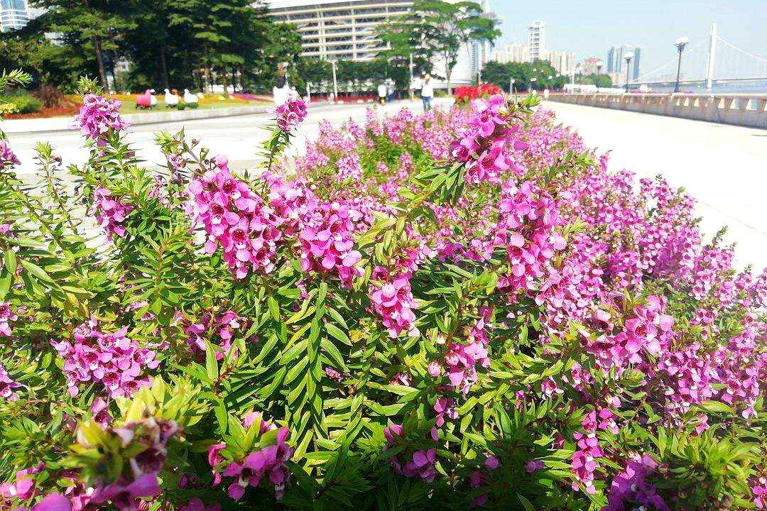 易栽培 耐高温的芳香花卉 天使花 知乎