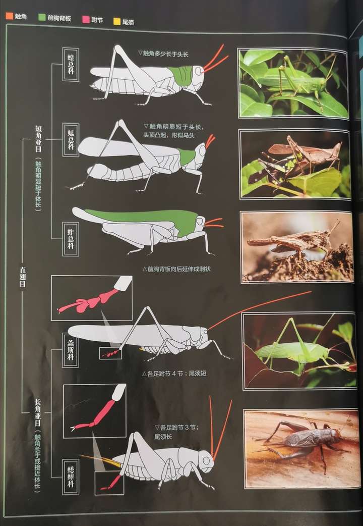 蛐蛐蝈蝈蚂蚱蚱蜢蝗虫到底怎么区别