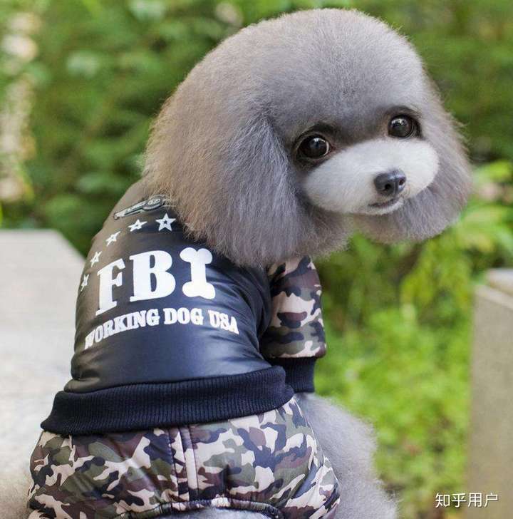 推荐可爱又粘人的狗狗?