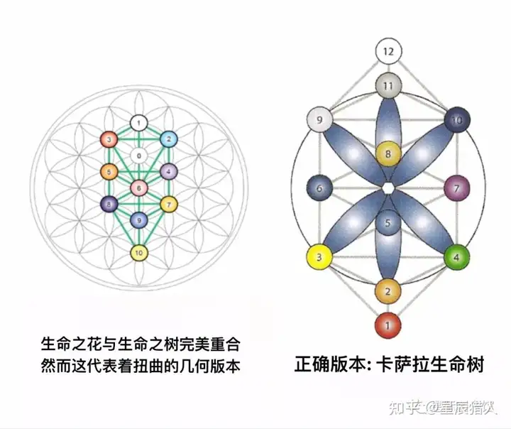 死亡之花和生命之花的区别(图29)