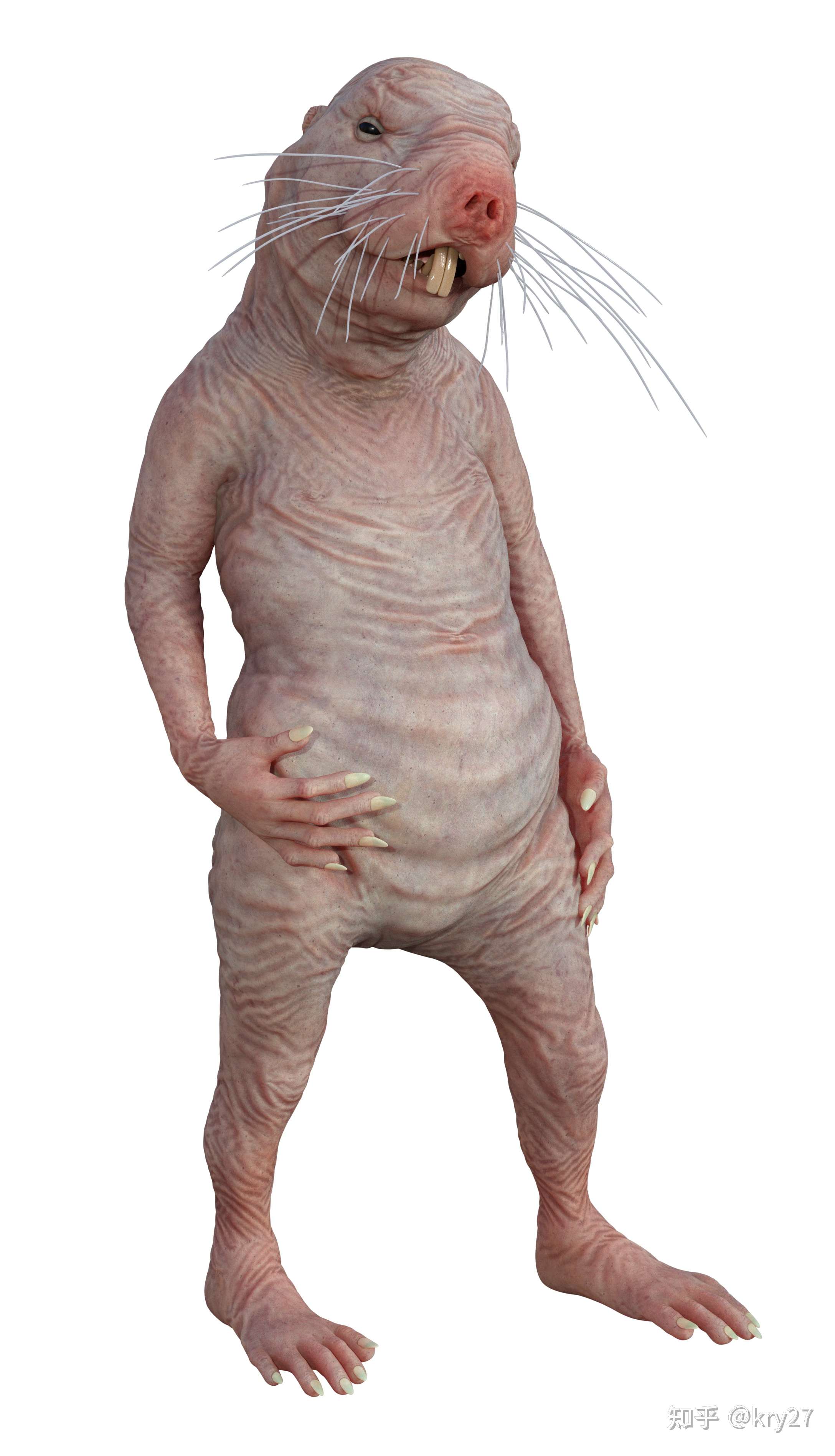 kry27 的想法: #搞笑# 裸鼹鼠表演开始了～ #幽默# - 知乎