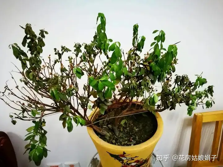 硬核推荐（十大不吉利花）不吉利的花有哪些图片 第8张