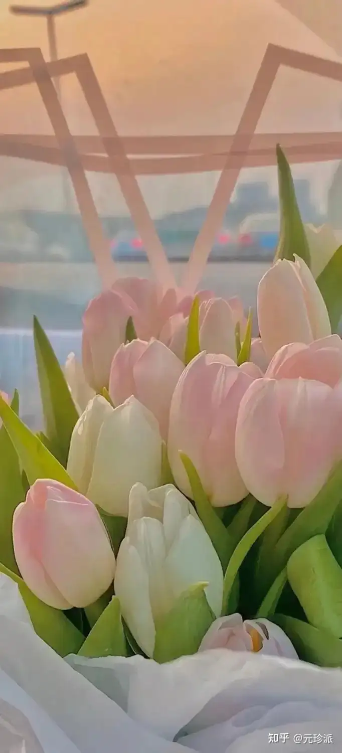 郁金香花语象征与寓意（郁金香花语诗句）