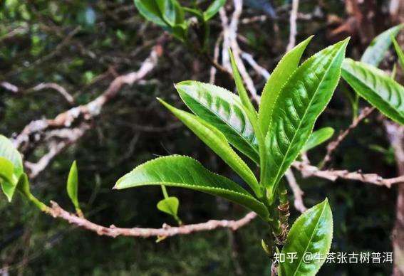 什么是茶马古道 和普洱茶历史有何关系 知乎