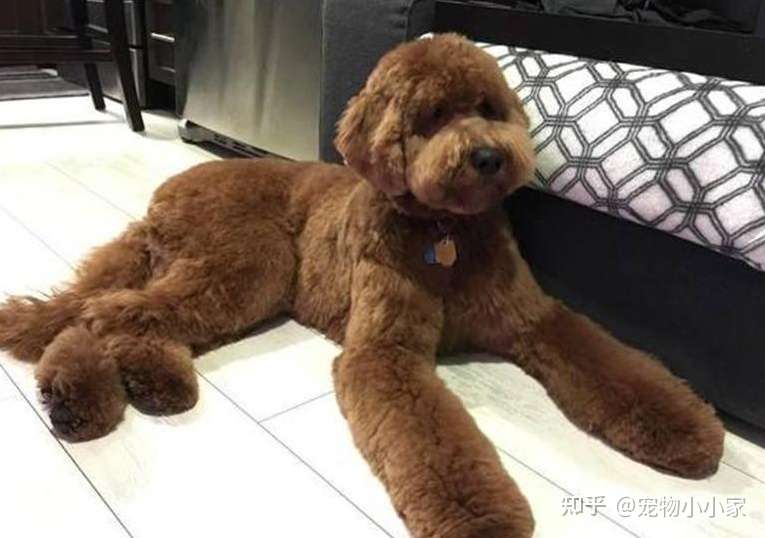 巨型贵宾犬的毛发护理小技巧 保持柔顺不是梦 知乎