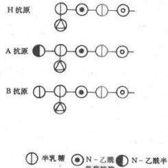 Rh血型 知乎