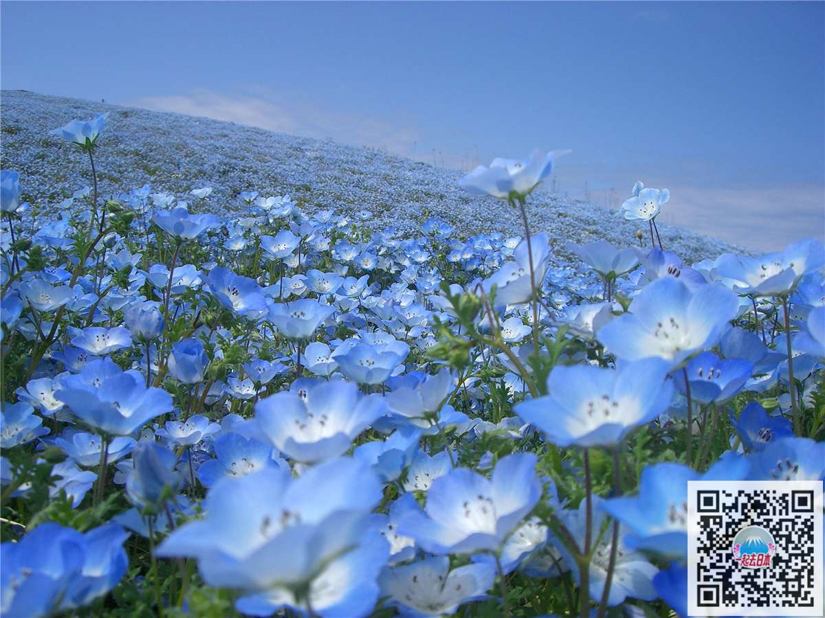春季里百花开 除了樱花还有什么可看 知乎