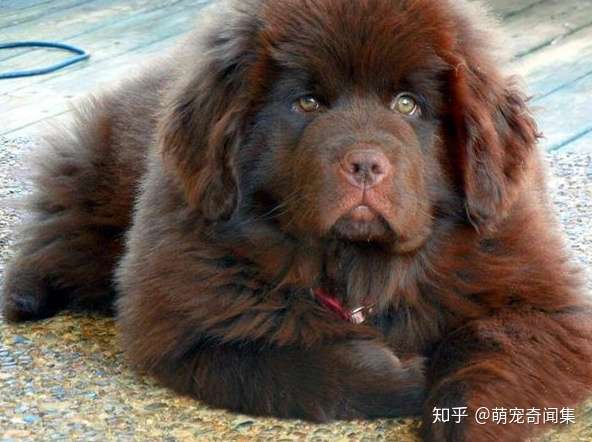 打架厉害的超大型犬 你喜欢哪个 知乎