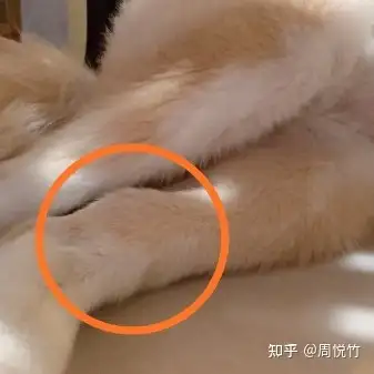 狗狗骨肉瘤长什么样(宠物医生咨询)