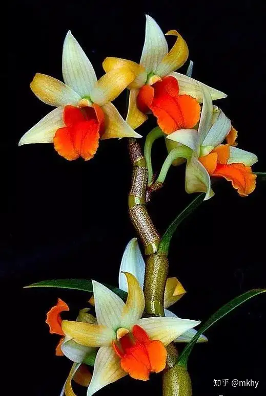 十二位花神 十二种风格 十二种人生 知乎