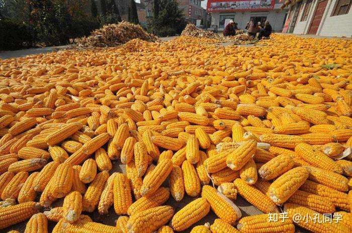 今日玉米价格多少钱一斤？2020年11月1日玉米价格行情分析