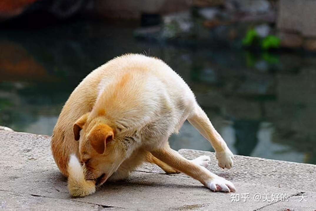 狗狗追 尾巴 的原因 你了解吗 知乎