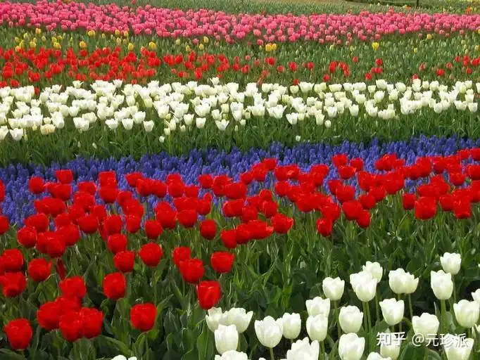郁金香花语象征与寓意（郁金香花语诗句）