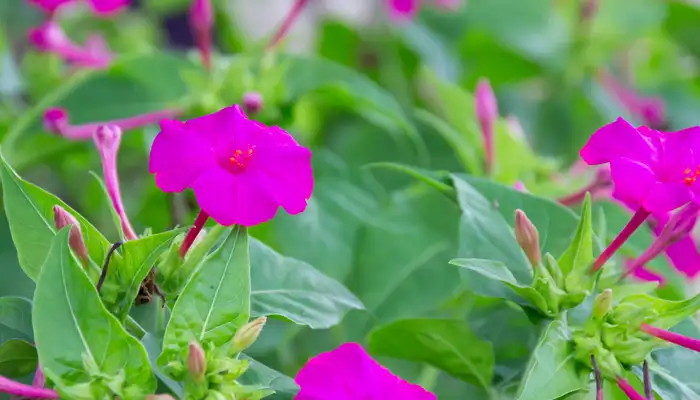 7月下旬诞生花 知乎