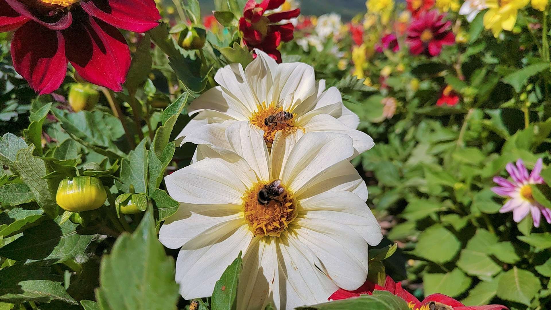 麦粒 的想法: 七里寺花海 | 真的是太美了 - 知乎