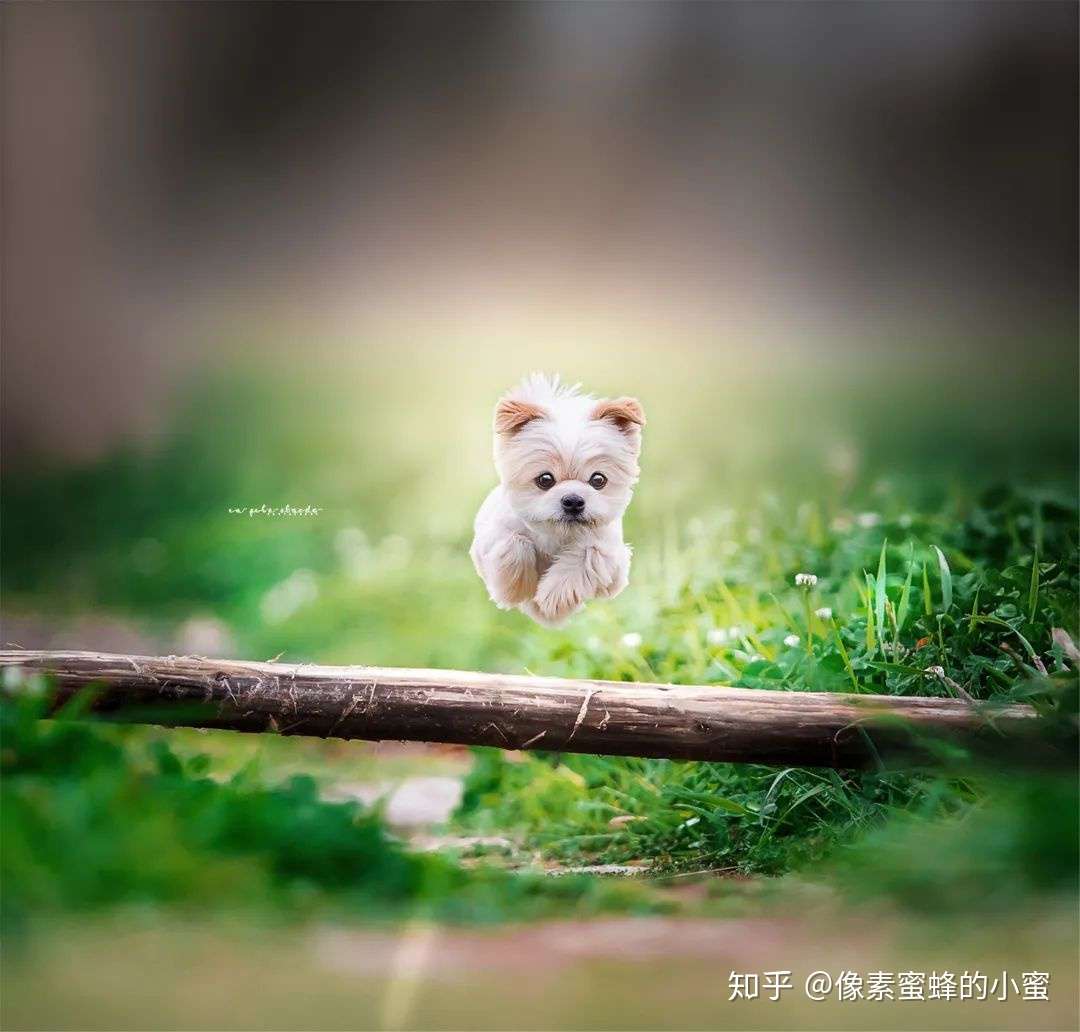 专访专业宠物摄影师 教你如何给自家萌宠拍大片 知乎