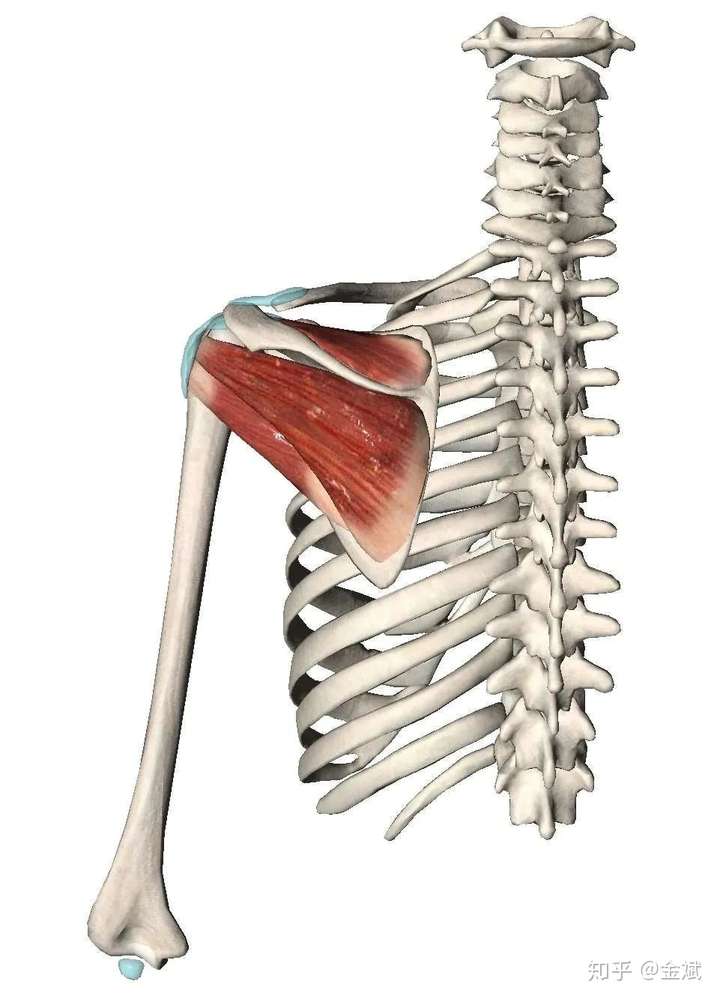 金斌 67 北京体育大学体育学硕士 肩袖肌群包括冈上肌,冈下肌,小圆