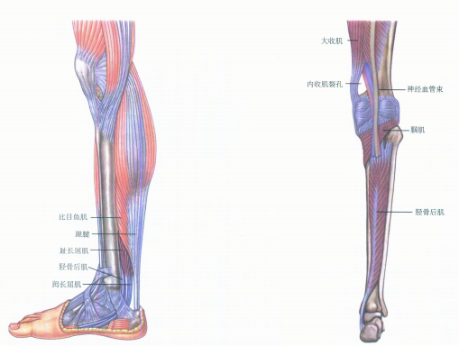 生活杂谈 岛国妹子的瘦腿秘籍 知乎