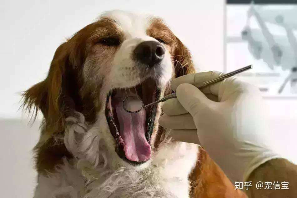 九看知犬病 知乎