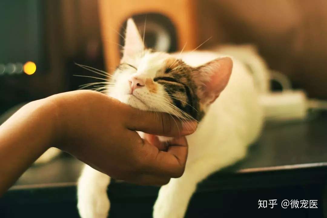 猫咪最近频繁打喷嚏 是不是感冒了 知乎