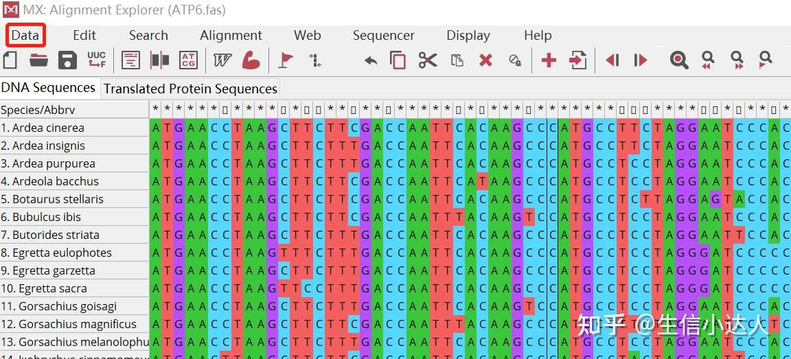 用mega软件做进化分析 系统发育树 知乎