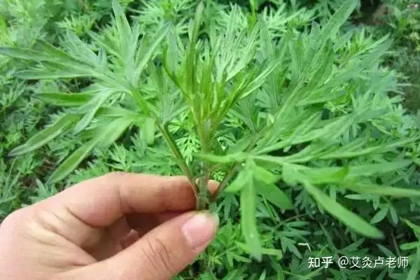 一篇讀懂（野生艾草的作法）野生艾草長(zhǎng)什么樣，野生艾草功效與作用，茅山后裔全文免費(fèi)閱讀，