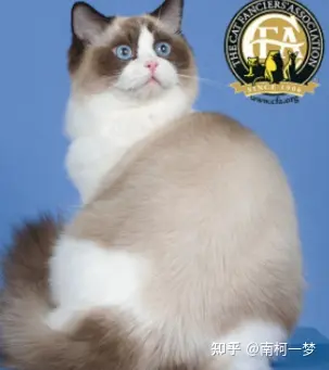 赛级布偶猫 冠军图片
