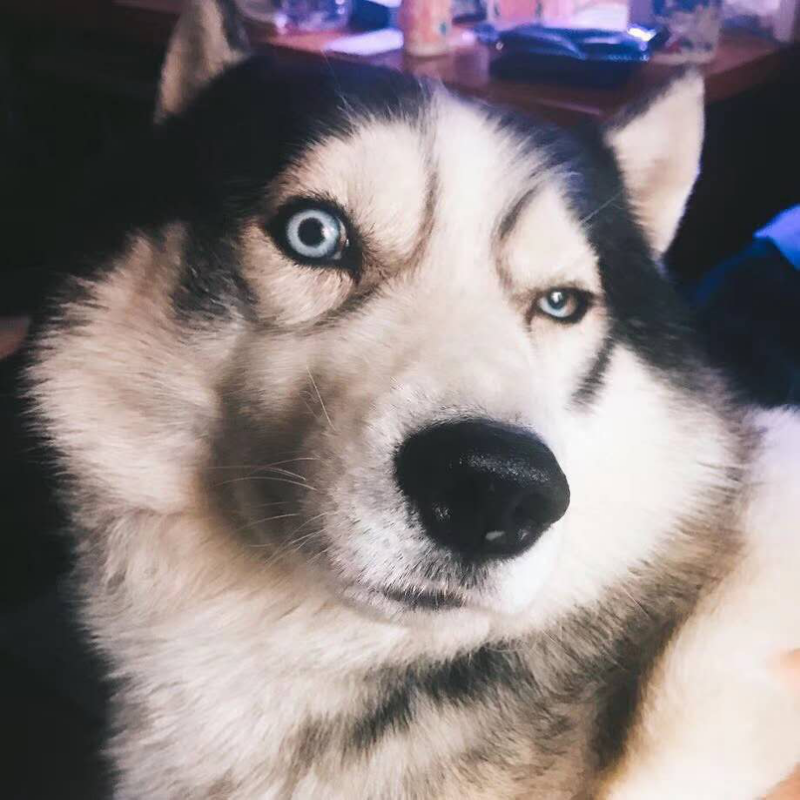 狗狗因长期反复便秘进入急诊室 小毛病成致命杀手 铲屎官要注意 巨结肠 知乎