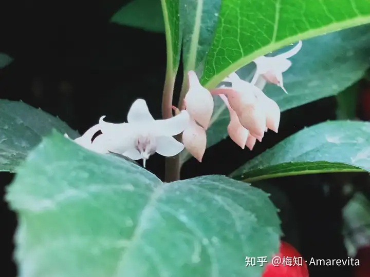 端午节：六月十四日，2021年，365日，一日七话题（6月14号端午节放假）