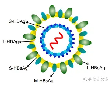 丁型肝炎病毒图片