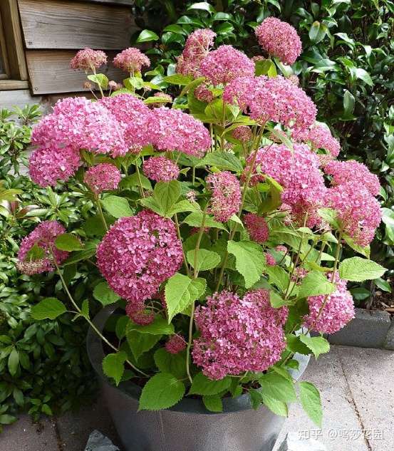 拥有了绣球 就拥有了姹紫嫣红 知乎