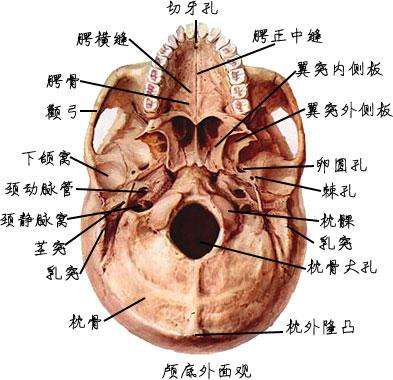 人的后脑示意图图片