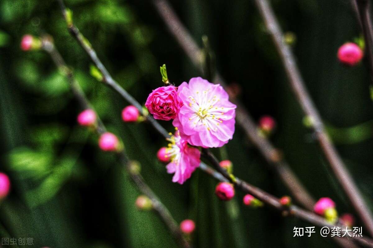 评贾平凹小说极花 女人如春花 生命其实还有比这更写意的某种 知乎