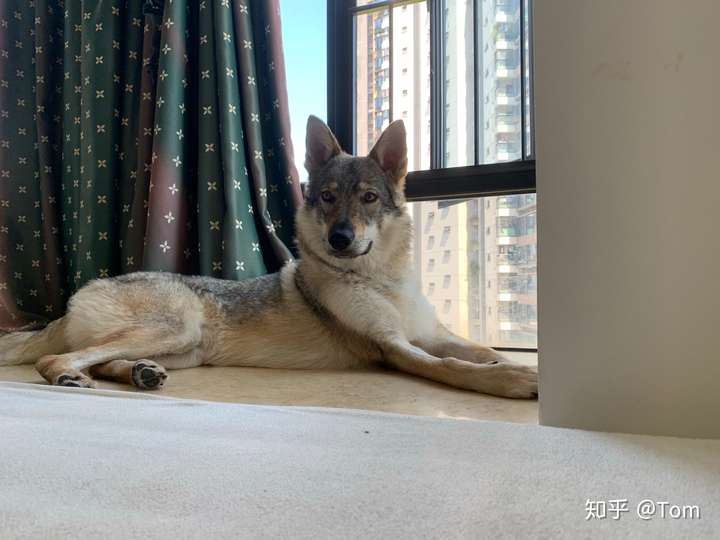 養捷克狼犬是怎樣一種體驗?