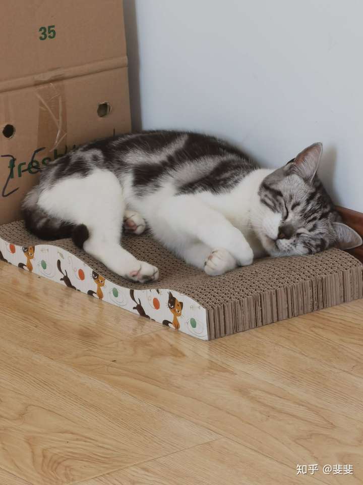 就喜欢侧着睡,不太聪明的亚子