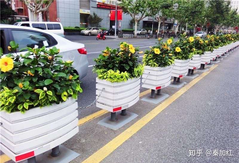 道路花箱种植的植物 人们都会竖起大拇指 知乎