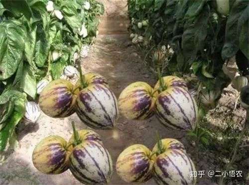 人参果的种植技术 知乎