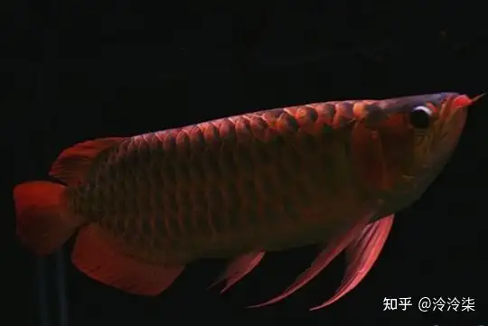 龍魚(yú)哪個(gè)品種最好最貴？龍魚(yú)最貴的品種排名 龍魚(yú)百科 第1張