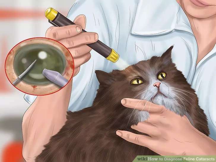 三个月大的猫咪竟得了白内障 出现这3个症状千万别忽视 知乎