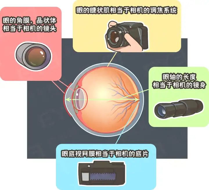 【眼健康科普课堂】为什么砸多少钱都治不好近视？(图4)