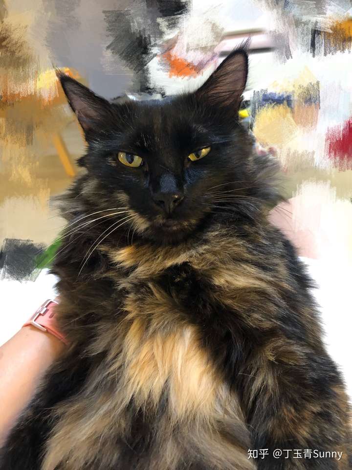 你见过哪些很有特色的猫,花色长相行为奇奇怪怪的?