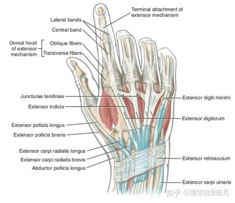 腕和手的功能解剖 知乎