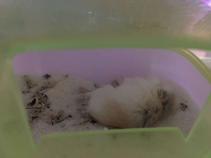 仓鼠猝死的原因?疯跑-睡觉姿势-死亡,这样的过程.