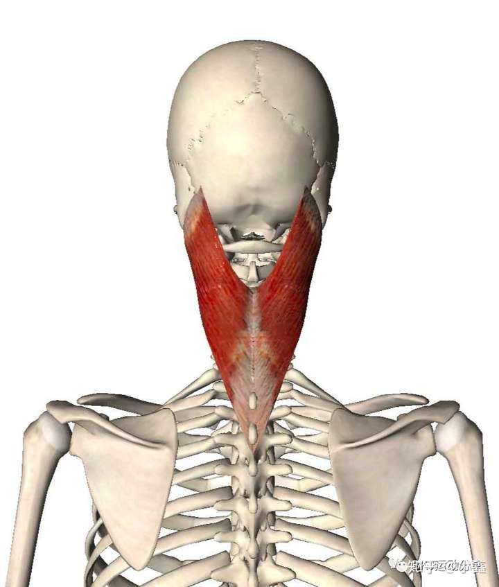 颈夹肌的位置图片