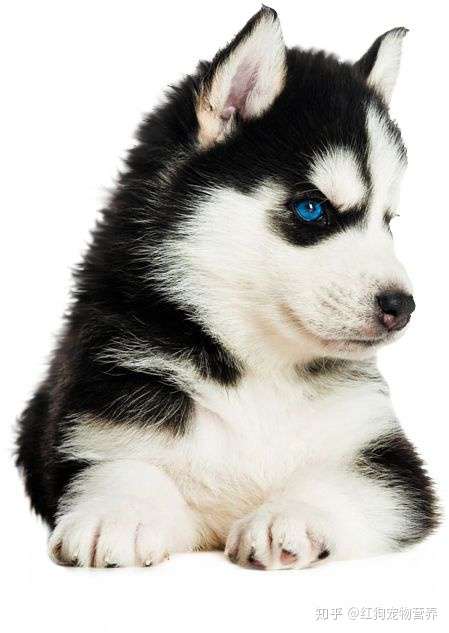 正确饲养幼犬的方法及注意事项 知乎