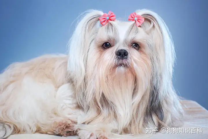 聪明可爱的西施犬，令人可望而不可及”