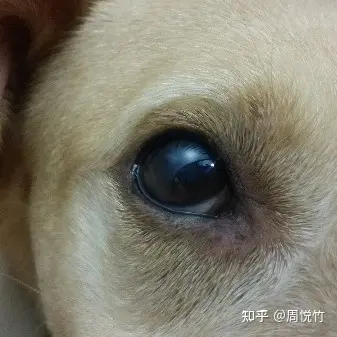 狗狗眼睛白色一层膜图片