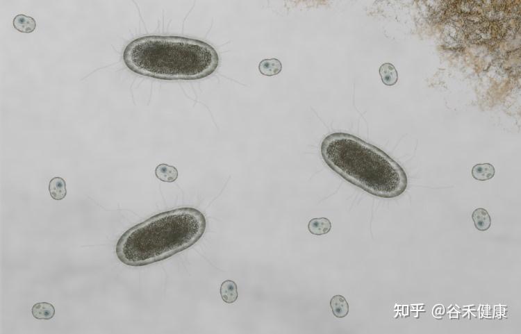 变形杆菌图片 手绘图图片