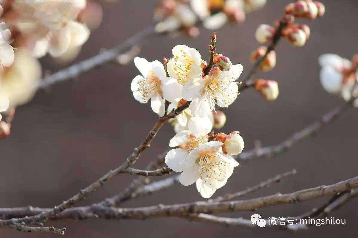 四月 桃花诗 知乎